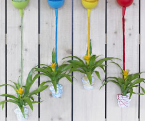 Guzmania