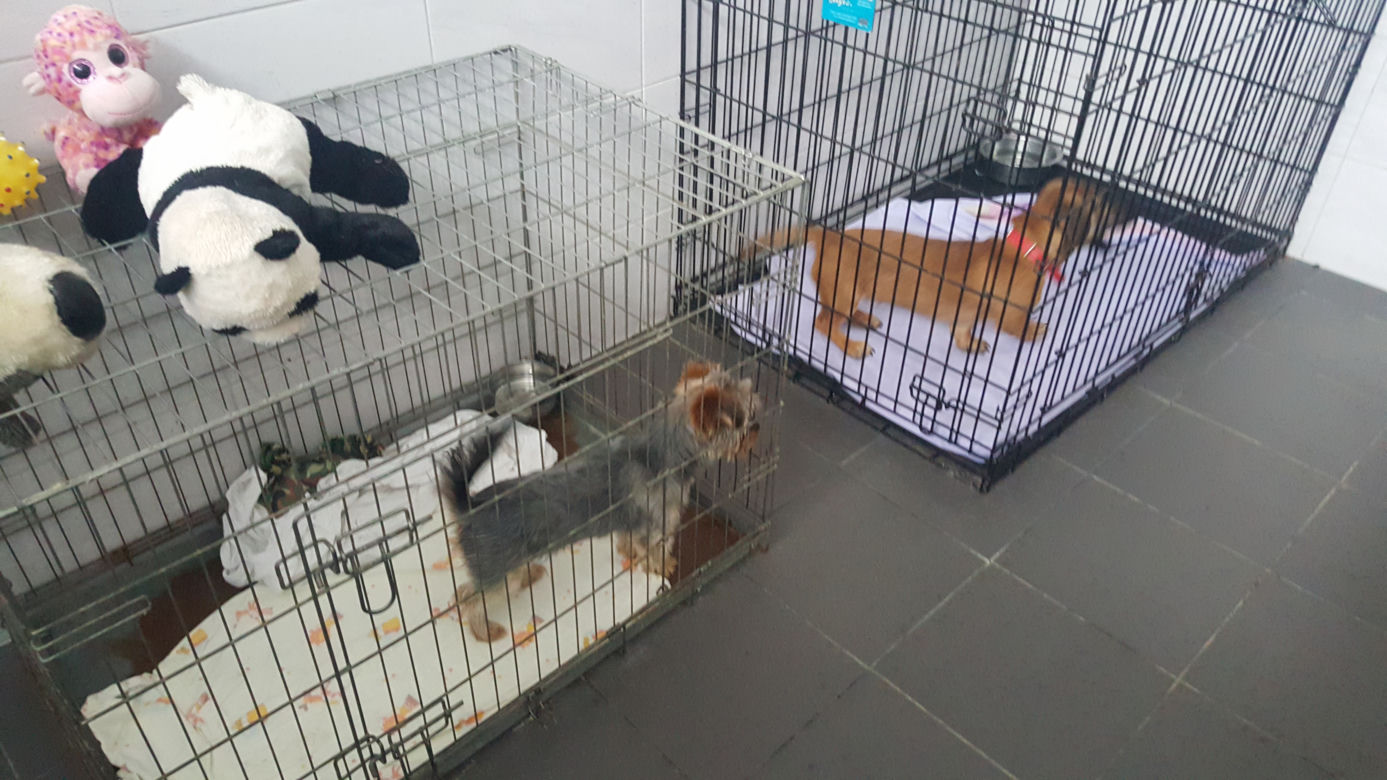 Sosnowieckie schronisko ma nową szczeniakarnię i kociarnię