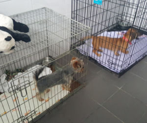 Sosnowieckie schronisko ma nową szczeniakarnię i kociarnię