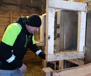 Wataha psów terroryzuje wieś. „Nie zaatakowały z głodu. To była napaść, by zabić”