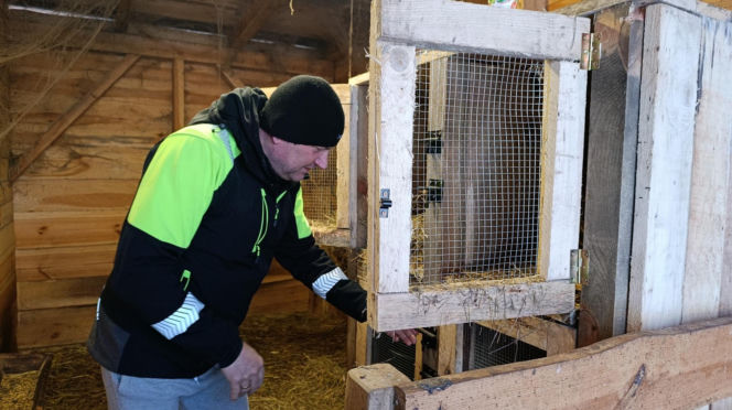 Wataha psów terroryzuje wieś. „Nie zaatakowały z głodu. To była napaść, by zabić”