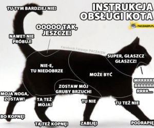Dzień Kota 2021 - memy
