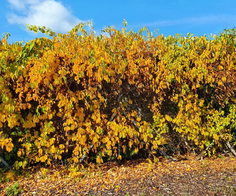 Dławisz okrągłolistny zakazany w polskich ogrodach od 2027 roku. Za zignorowanie przepisów grozi milion złotych kary