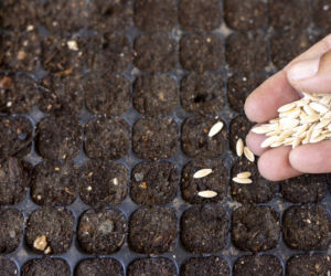 Kiełkowanie nasion ogórków: koniec z długim czekaniem!