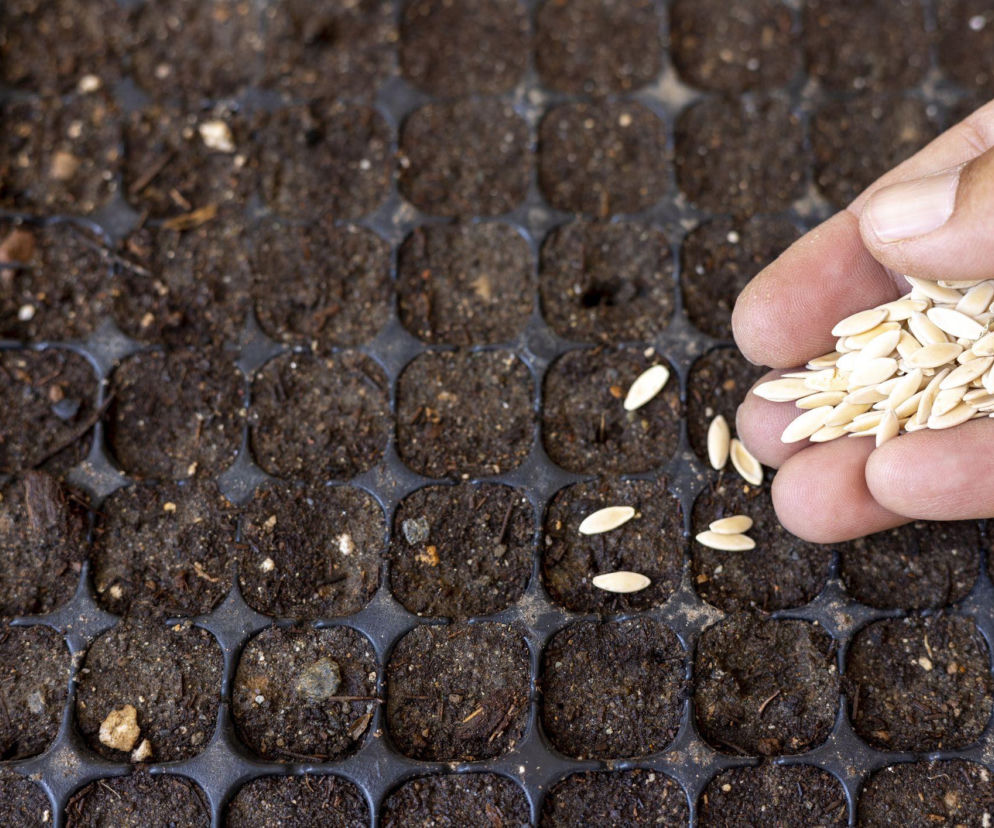 Kiełkowanie nasion ogórków: koniec z długim czekaniem!