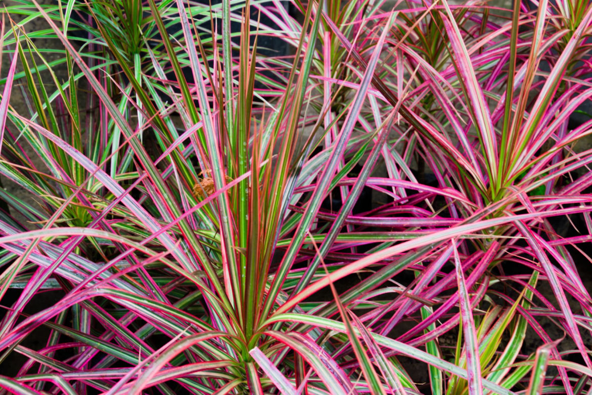 Dracena obrzeżona