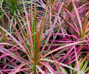 Dracena obrzeżona