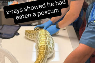 Gigantyczny pyton znaleziony pod szopą. Miał opuchnięty brzuch, zrobili mu rentgena