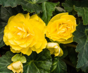 Begonia bulwiasta