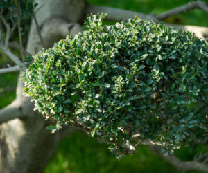 Ostrokrzew karbowanolistny