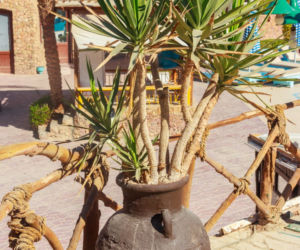 Dracena smocza