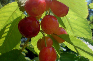 Czereśnia ‘Poznańska’ = czereśnia ‘Bütnera Czerwona’ - Prunus avium ‘Poznańska’ (‘Bütnera Czerwona’)