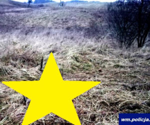 Cierzpięty. Wilk uwięziony we wnykach