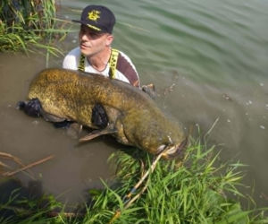 Złowił w Starym Sączu ponad 230 cm suma