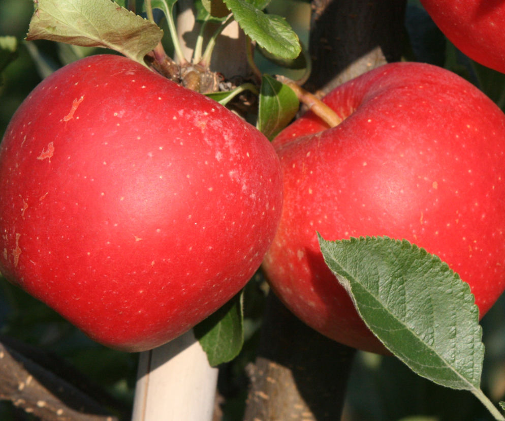 Jabłoń domowa 'Gala'