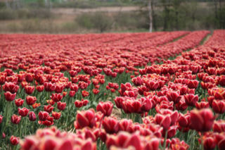 Tulipany na polach w Chrzypsku Wielkim