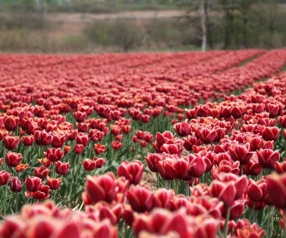 Tulipany na polach w Chrzypsku Wielkim