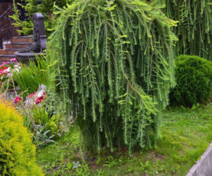 Modrzew europejski 'Pendula'