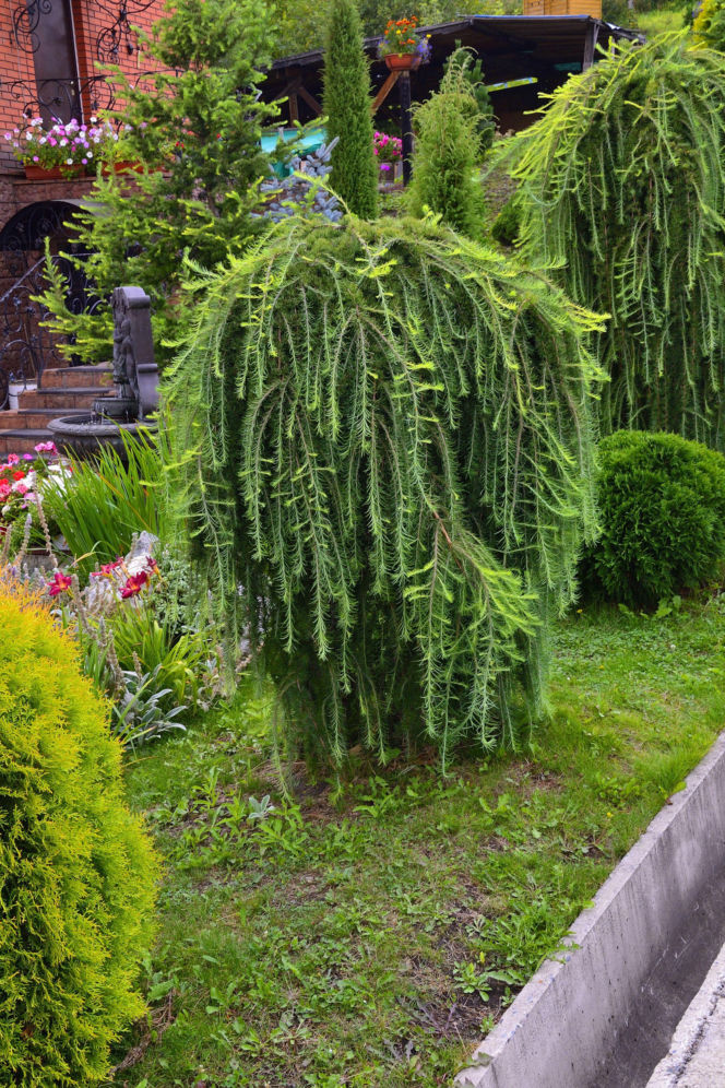 Modrzew europejski 'Pendula'