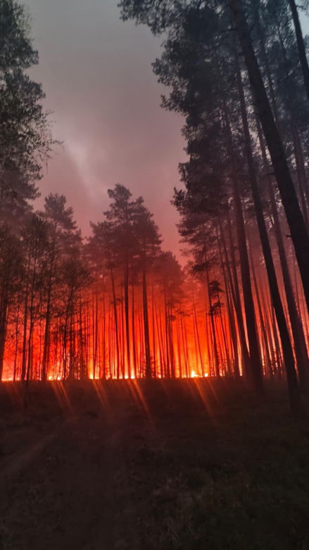Ogromny pożar na Lubelszczyźnie! Płonie Puszcza Solska. Setki strażaków w akcji