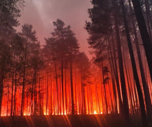 Ogromny pożar na Lubelszczyźnie! Płonie Puszcza Solska. Setki strażaków w akcji
