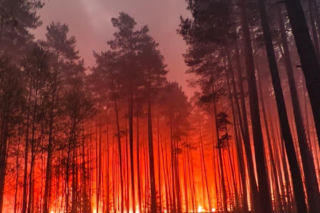 Ogromny pożar na Lubelszczyźnie! Płonie Puszcza Solska. Setki strażaków w akcji