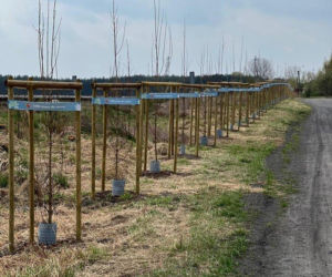 Więcej drzew w Lesznie