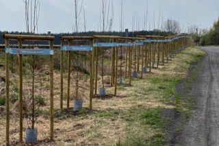 Więcej drzew w Lesznie