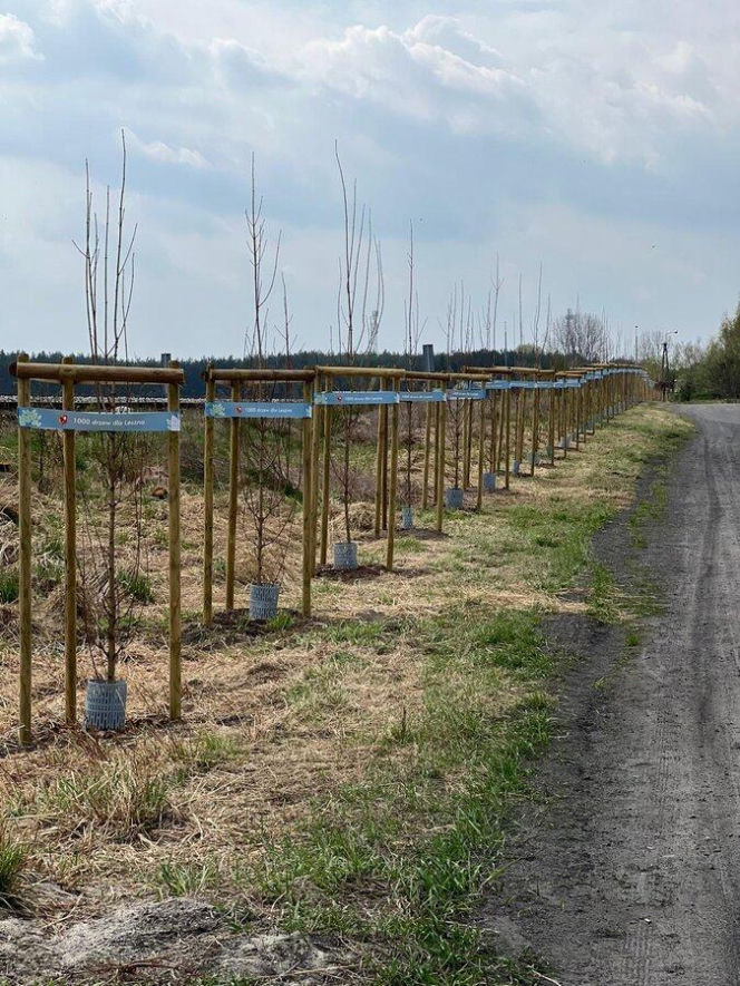 Więcej drzew w Lesznie