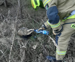 Borsuk wpadł do studzienki, uratowali go strażacy