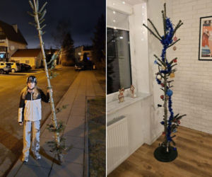 Nietypowa świąteczna tradycja. Co roku wybierają najbrzydsze drzewko w sklepie!