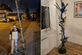 Nietypowa świąteczna tradycja. Co roku wybierają najbrzydsze drzewko w sklepie!