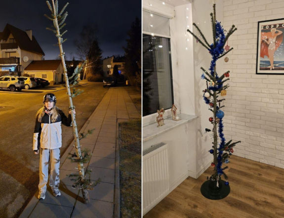 Nietypowa świąteczna tradycja. Co roku wybierają najbrzydsze drzewko w sklepie!