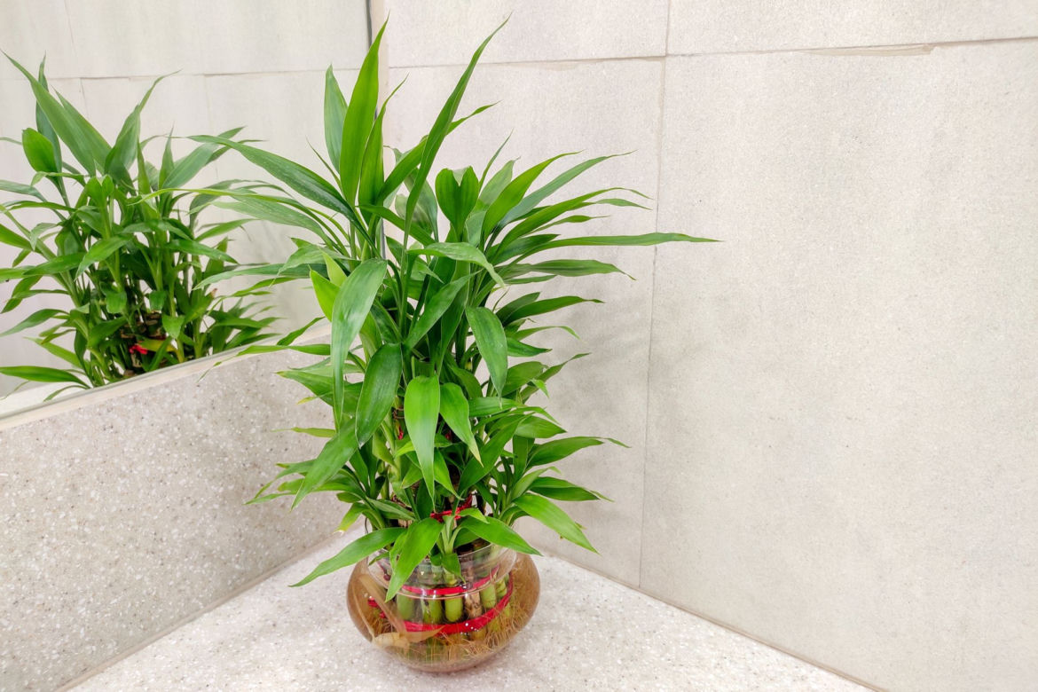 Dracena Lucky Bamboo