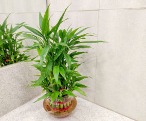 Dracena Lucky Bamboo