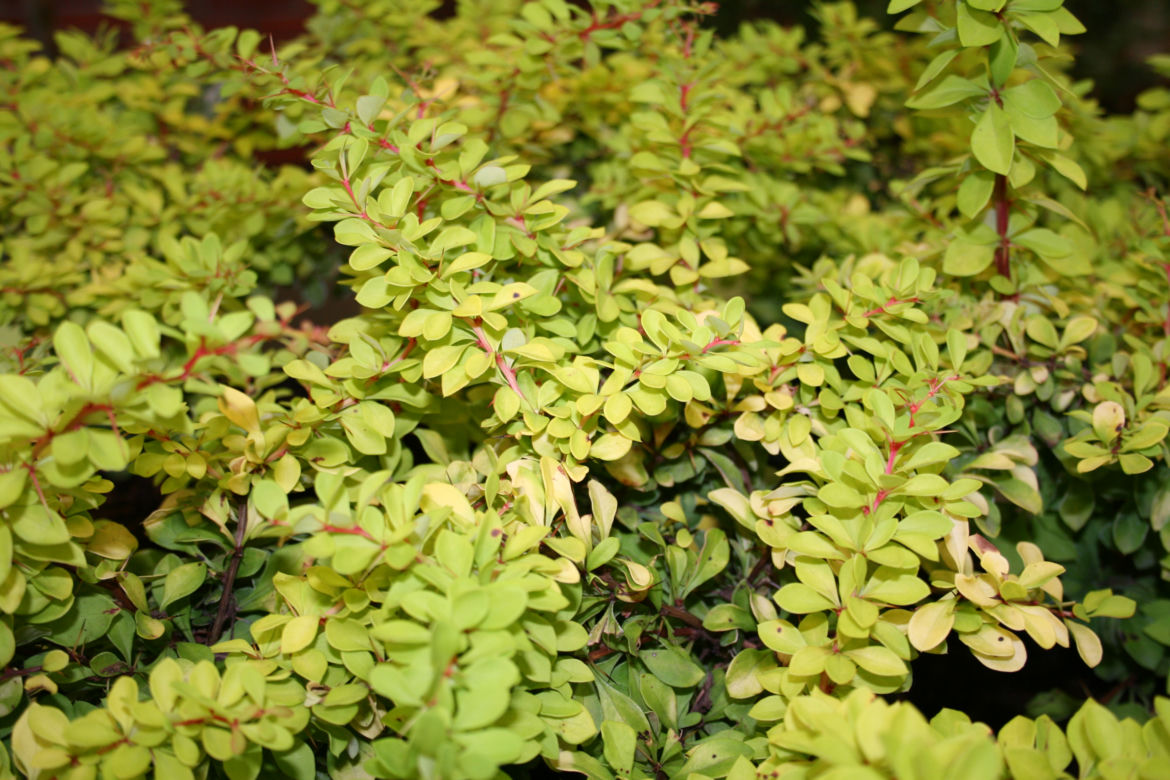 Berberys Thunberga