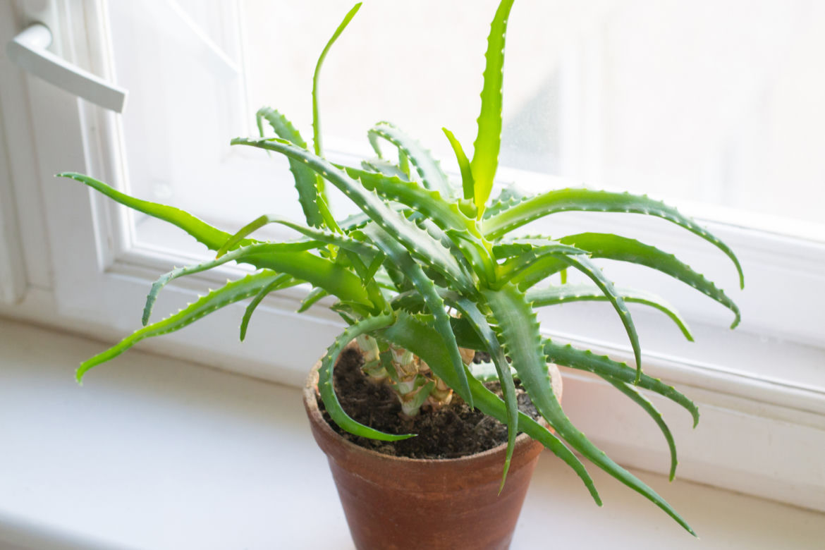 Aloes (Aloe vera) 