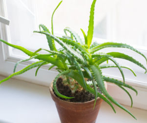 Aloes (Aloe vera) 