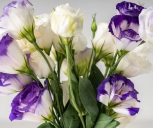 Eustoma wielkokwiatowa