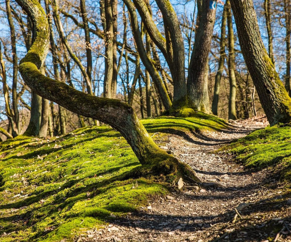 To skarbnica wiedzy o okolicznych lasach 