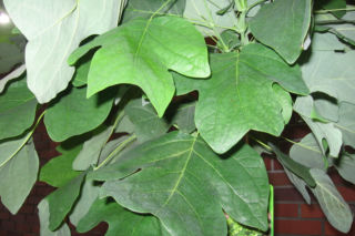 Tulipanowiec amerykański 'Edward Gursztyn' - Liriodendron tulipifera 'Edward Gursztyn'