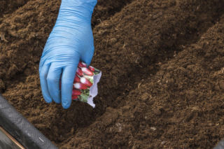Wiosna w ogrodzie warzywnym. Nie wiesz, od czego zacząć? Ten prosty poradnik poprowadzi cię krok po kroku