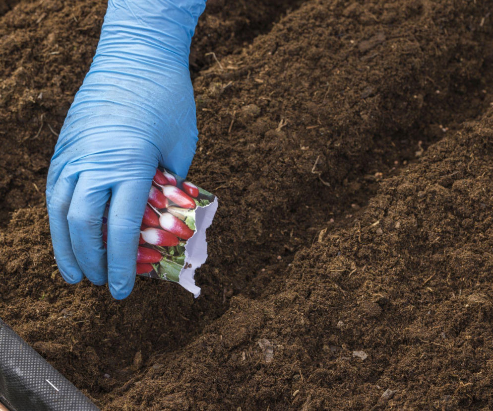 Wiosna w warzywniku: jak zagospodarować grządki?
