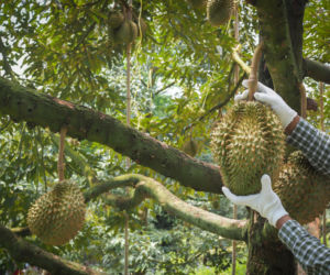 Durian - najbardziej śmierdzący owoc świata