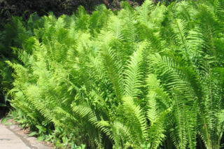 Nerecznica samcza - Dryopteris filix-mas