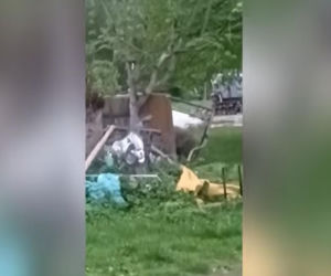 Niedźwiedzie coraz bliżej ludzi. Strach w Bieszczadach narasta: „Boimy się wyjść z domu”