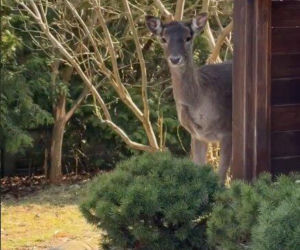 Szokujące nagranie z ogrodu Ewy Gawryluk! Takich gości się nie spodziewała