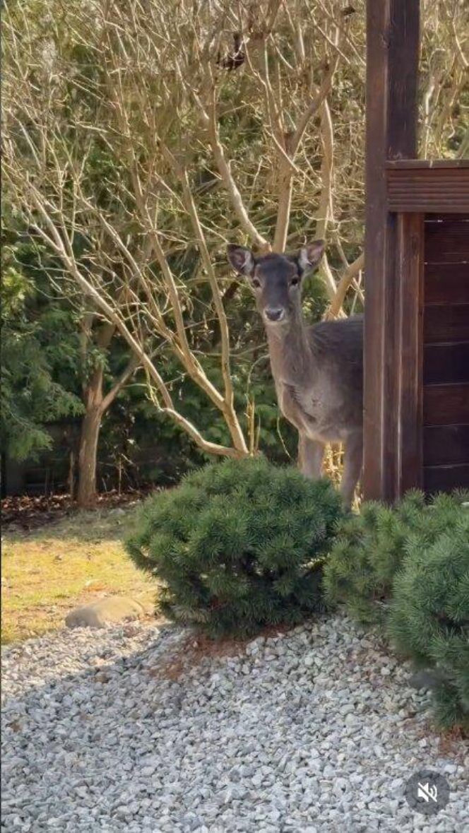 Szokujące nagranie z ogrodu Ewy Gawryluk! Takich gości się nie spodziewała