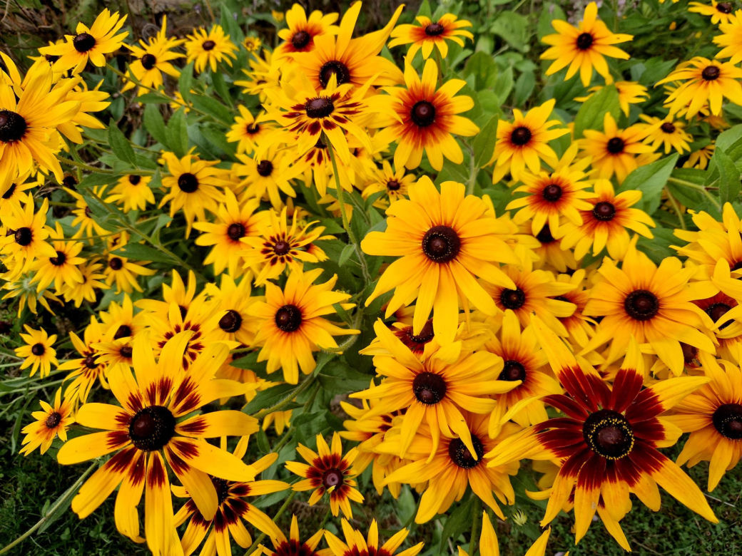 Rudbekie