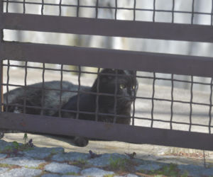 Koty Jarka nas terroryzują